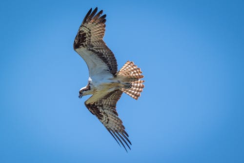 Foto d'estoc gratuïta de a l'aire lliure, àguila, àguila pescadora