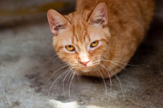 Gatos de acumuladora de animais no Brasil