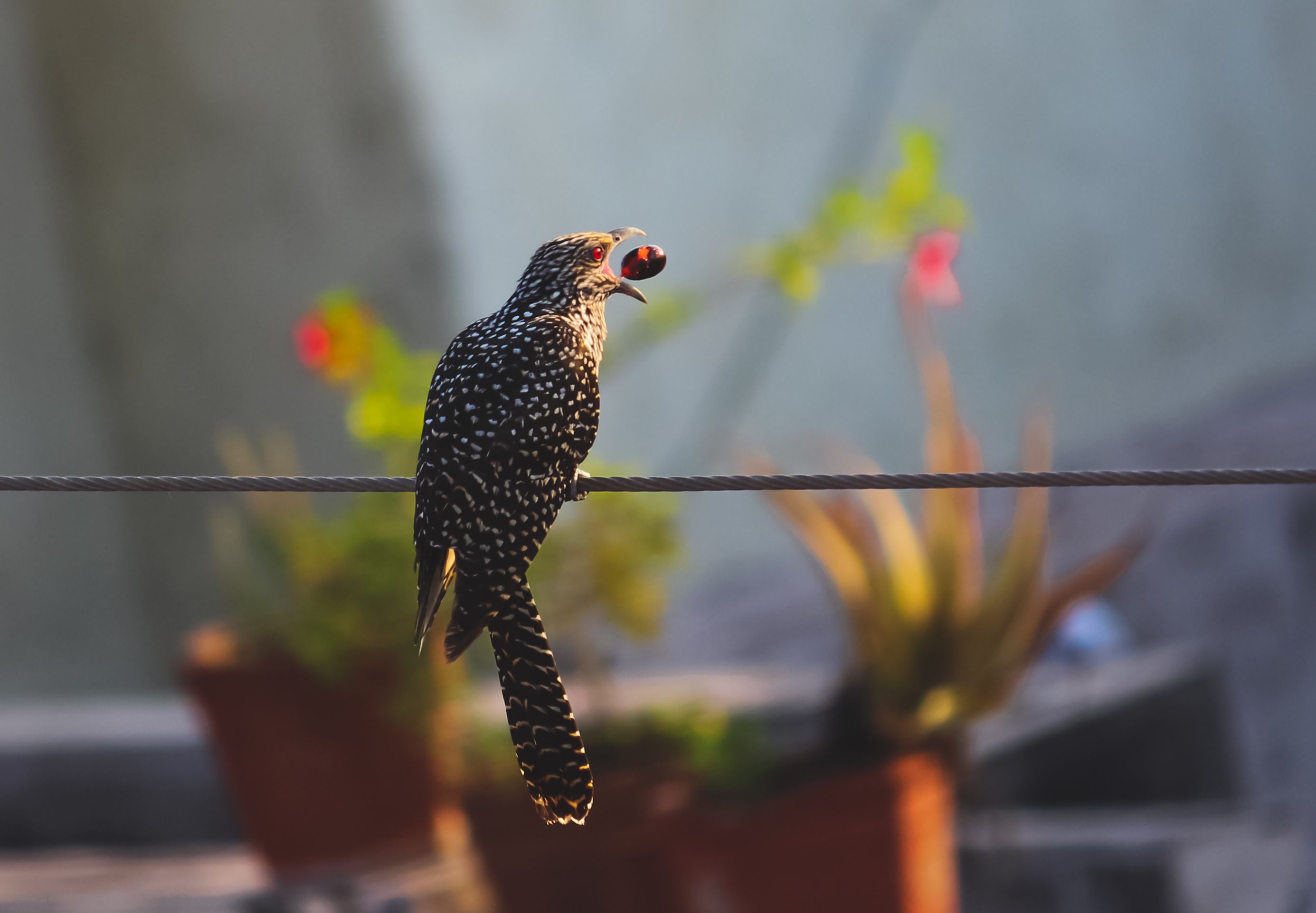 Kuku's ₹3,500 Crore IPO and the Birdcall Behind the Name