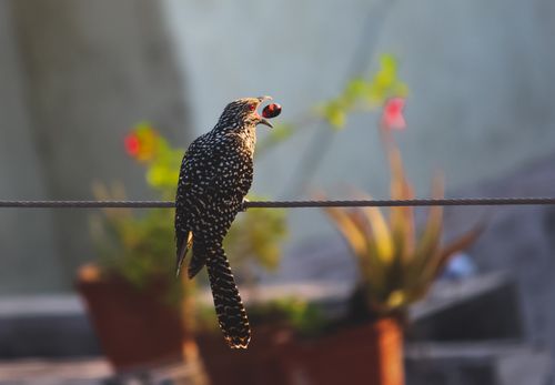 Free Asian koel bird perched on wire eating a fruit in garden setting. Stock Photo