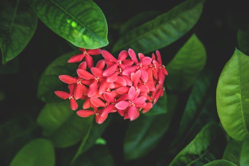 ブルームクローズアップ写真の赤いイクソラの花