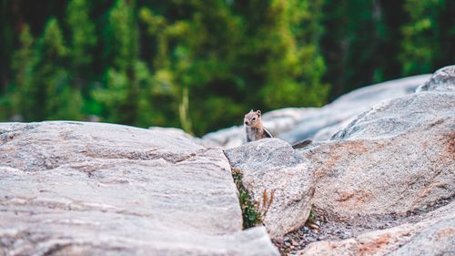 Free A squirrel peeks out from behind rocks in a scenic forest landscape. Stock Photo