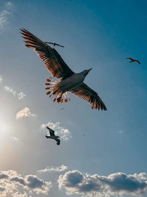 A seagull flying in the sky with a bird in the background