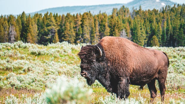 A majestic bison stands in a green field with forested mountains in the background.