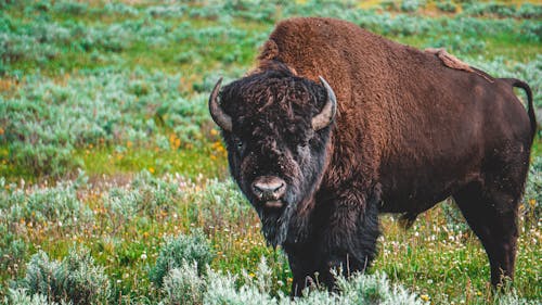 Foto Von Bison Auf Grasfeld