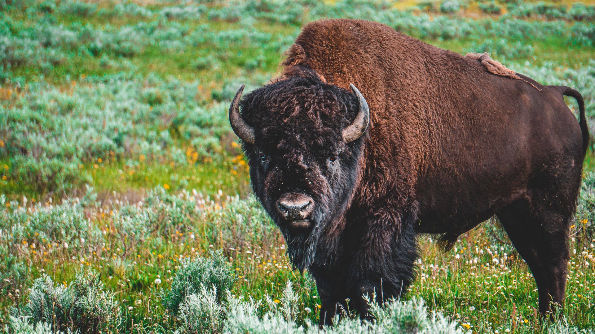 Photo of Bison on Grass Field