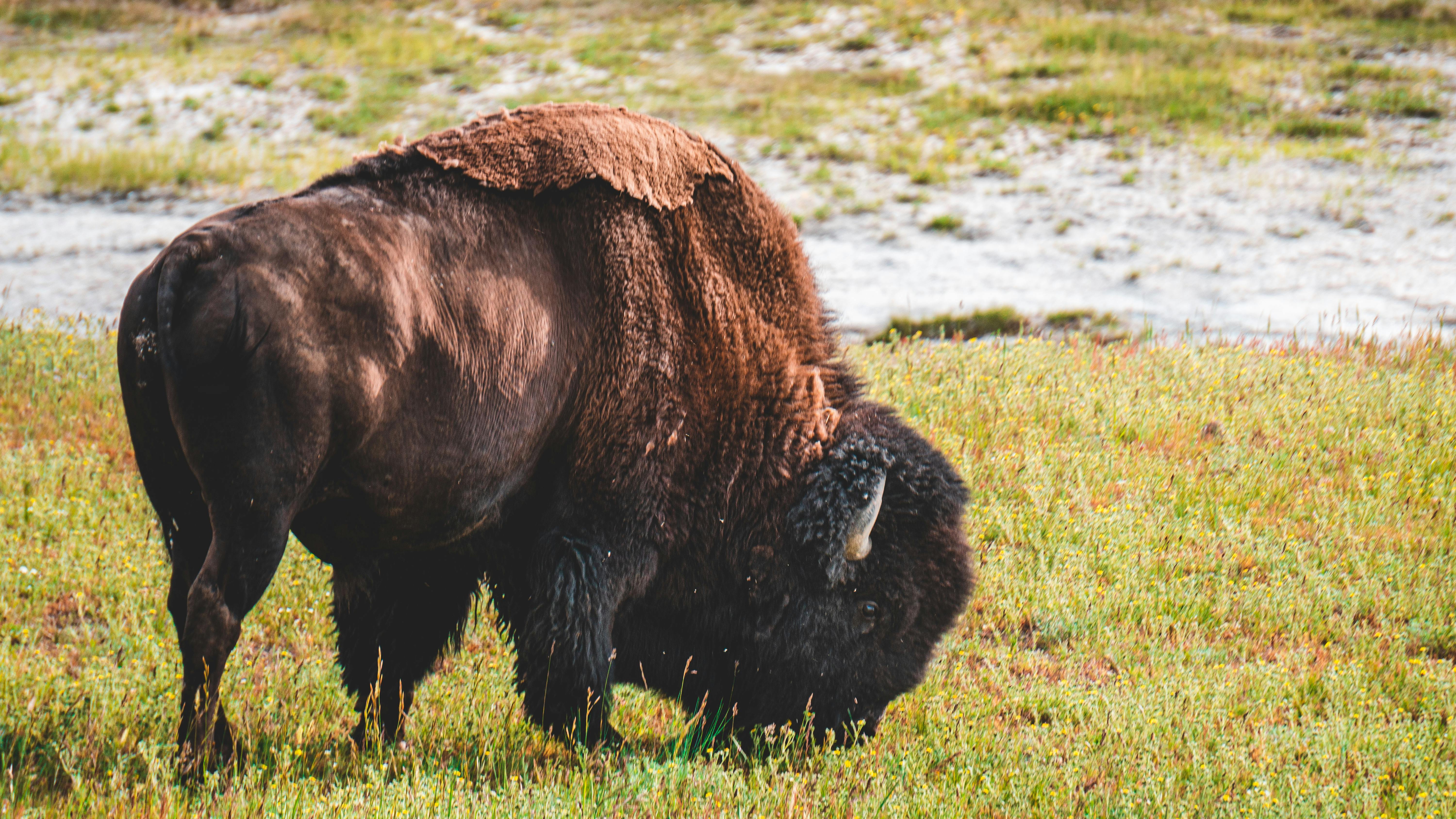 photo of bison eating grass