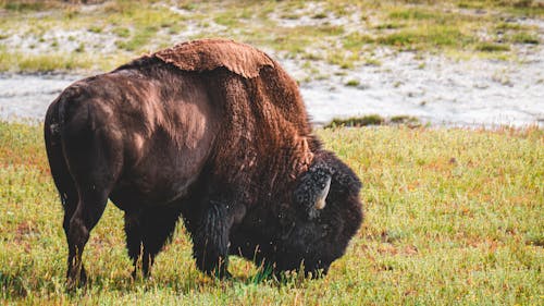 Photo of Bison Eating Grass