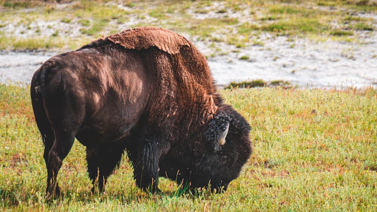 Photo Of Bison Eating Grass