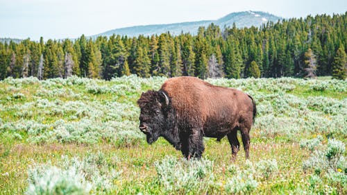 Free Photo of Bison on Grass Field Stock Photo