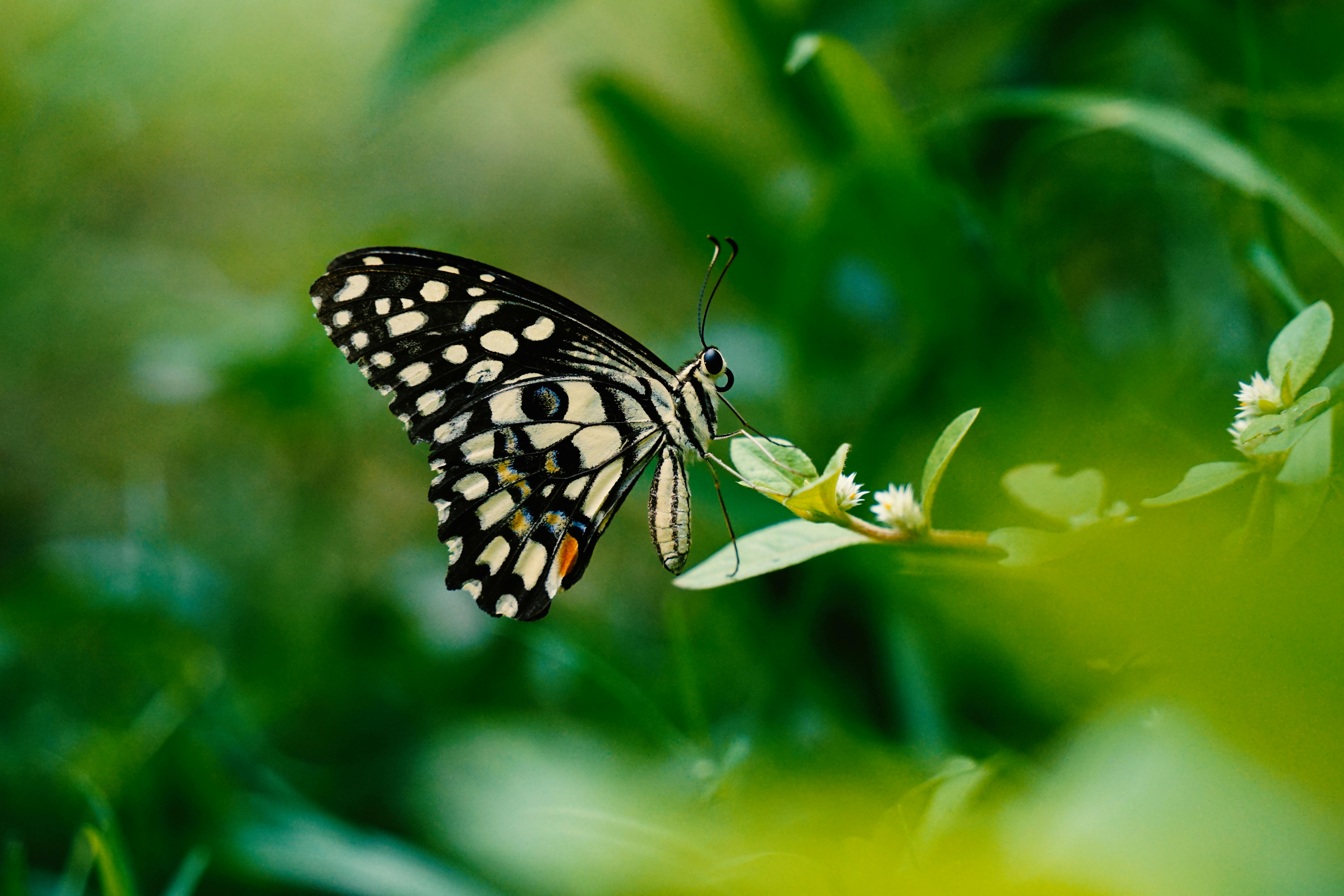 Close-up of a Lime Swallowtail butterfly on a leaf in Sundargarh's lush greenery.