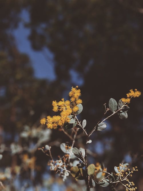 Kostnadsfri bild av blomma, blommor, blomning