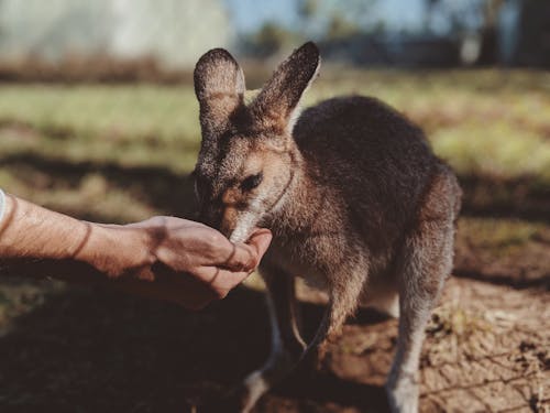 Nahaufnahmefoto Der Hand Der Person, Die Ein Känguru Füttert