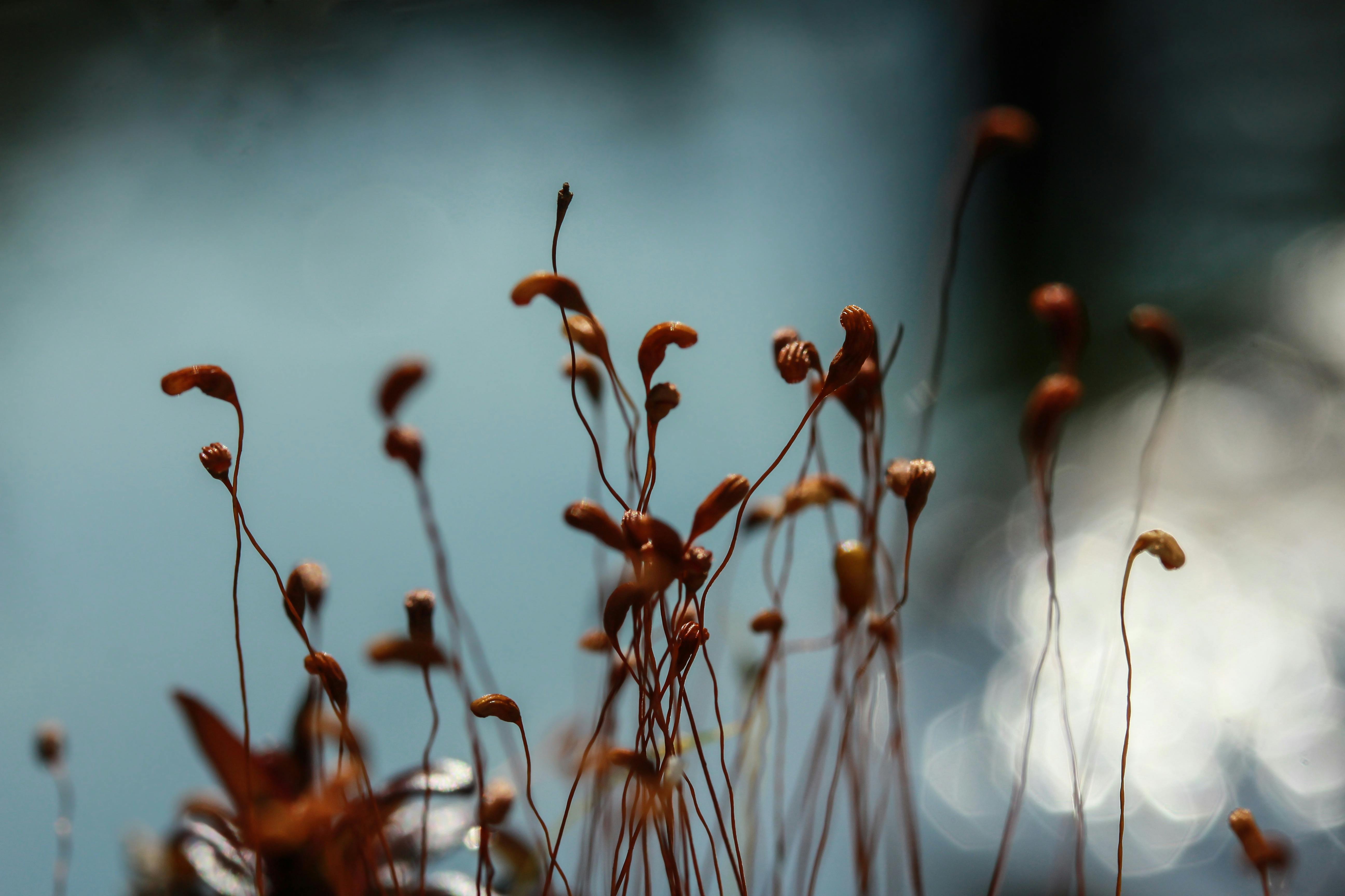 人们在茶馆中品茶