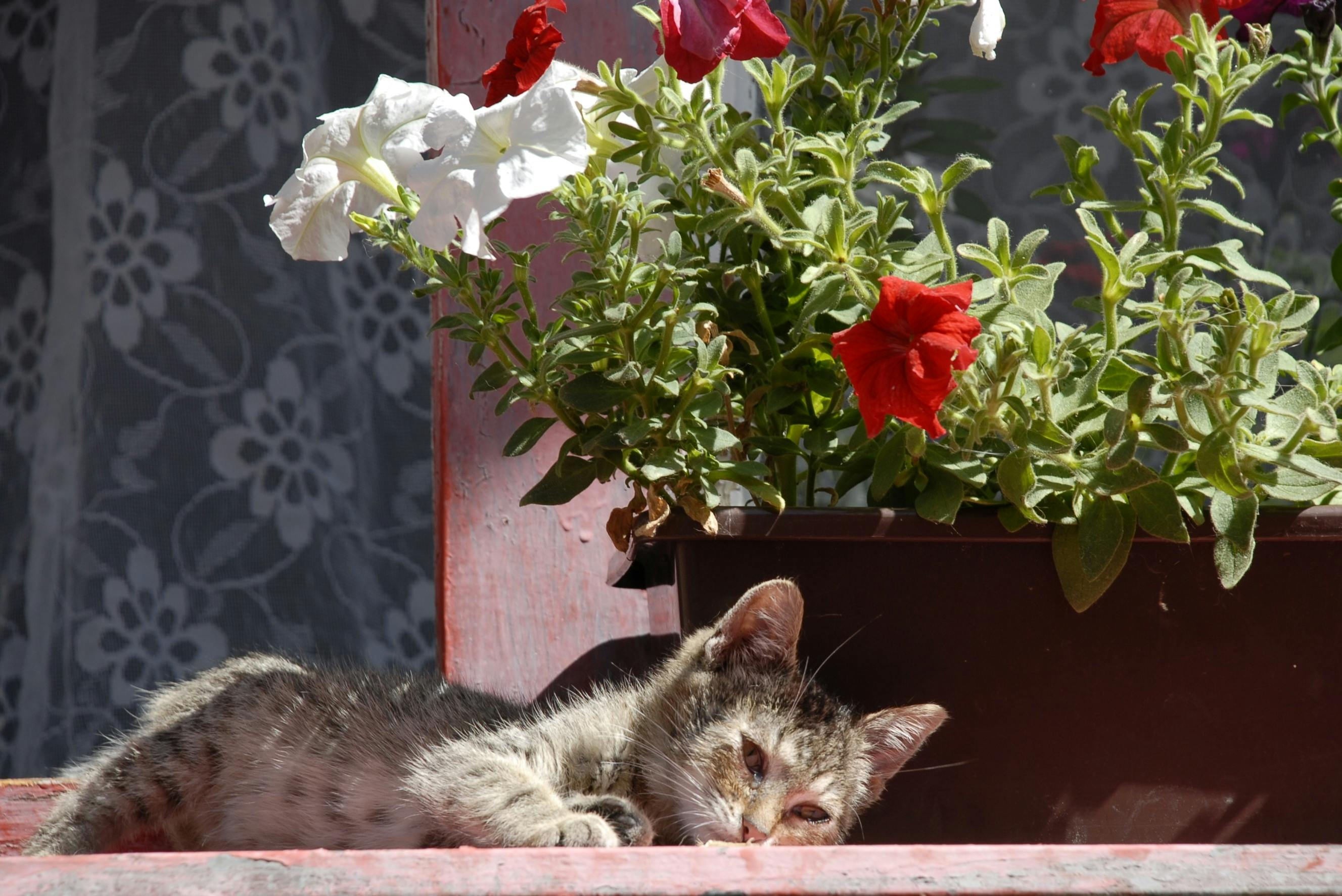 Free Stock Photo Of Cat Flower Bed Free
