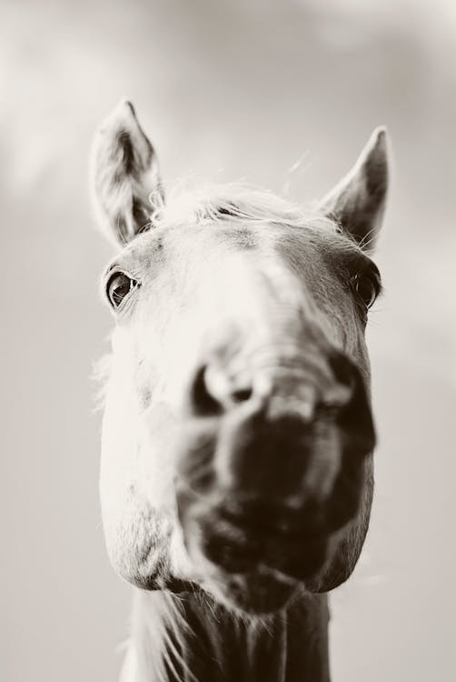 Grijsschaalfotografie Van Het Gezicht Van Het Paard