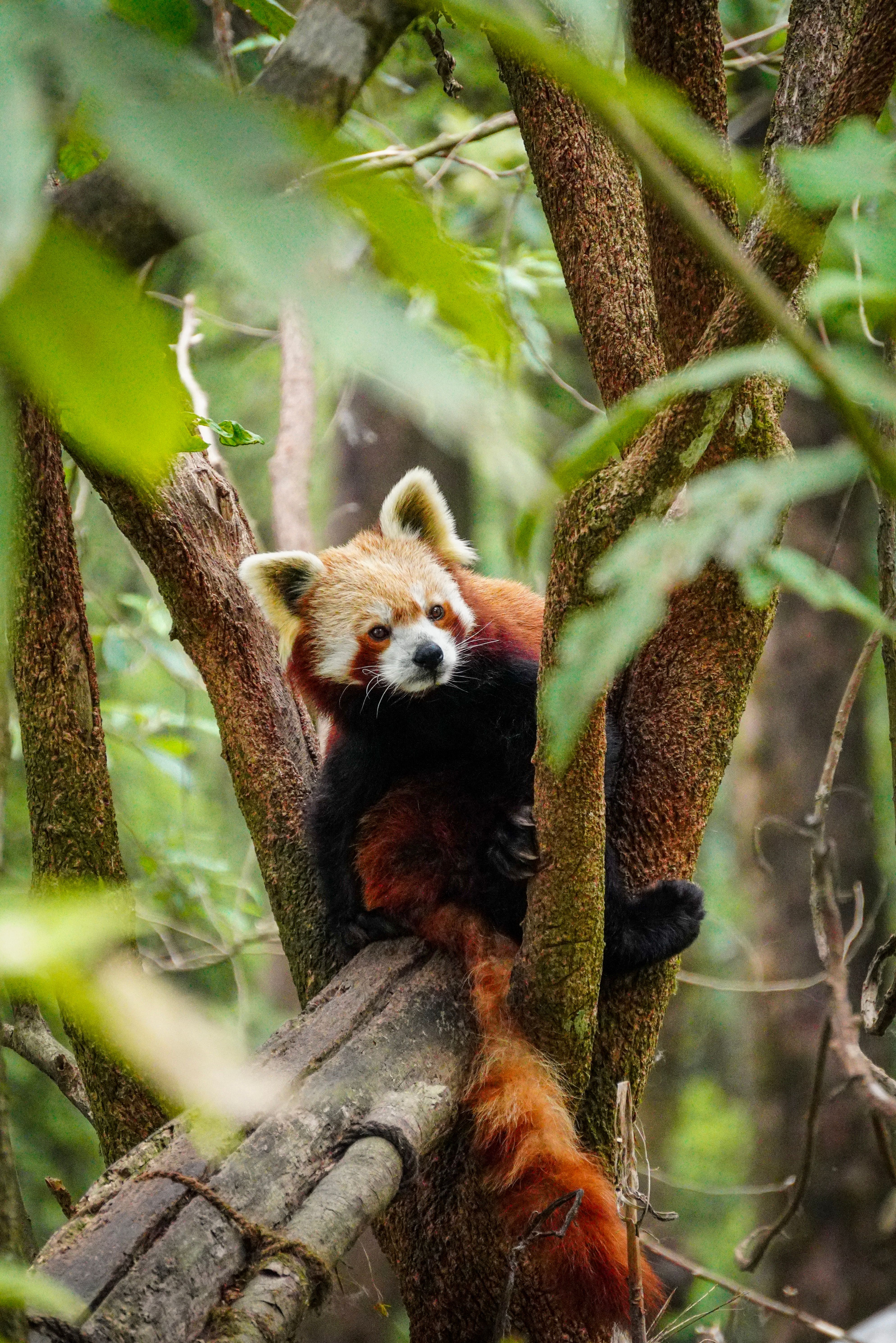 Photo gratuite de ailurus fulgens, animal, animal sauvage, animaux ...