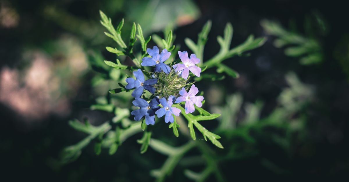 Verveine Bienfaits : Guide Santé Complet