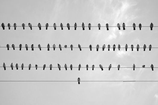 Monochrome image of pigeons lined up on power lines against the sky, Israel.
