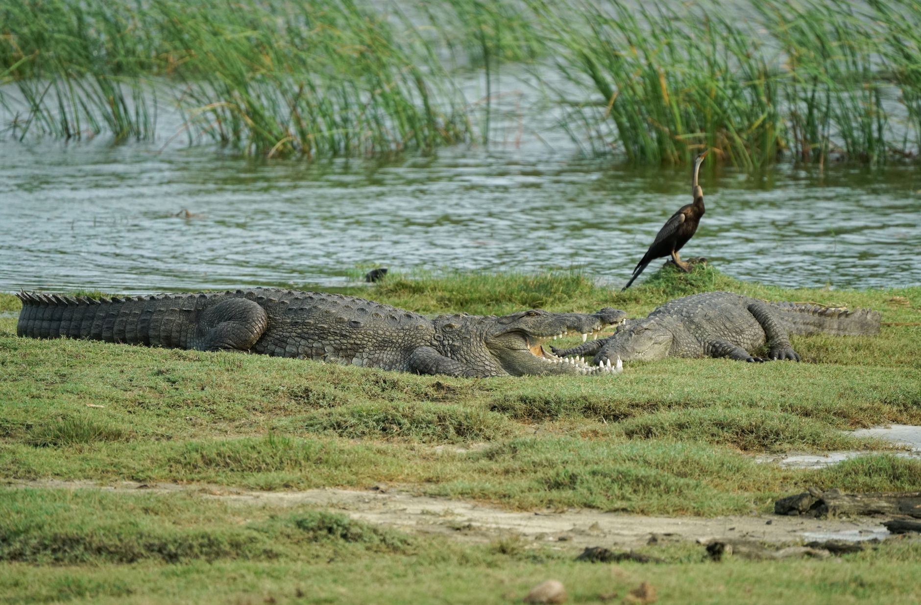 Hotels in Yala: Where to Stay in Sri Lanka's Premier Wildlife Destination