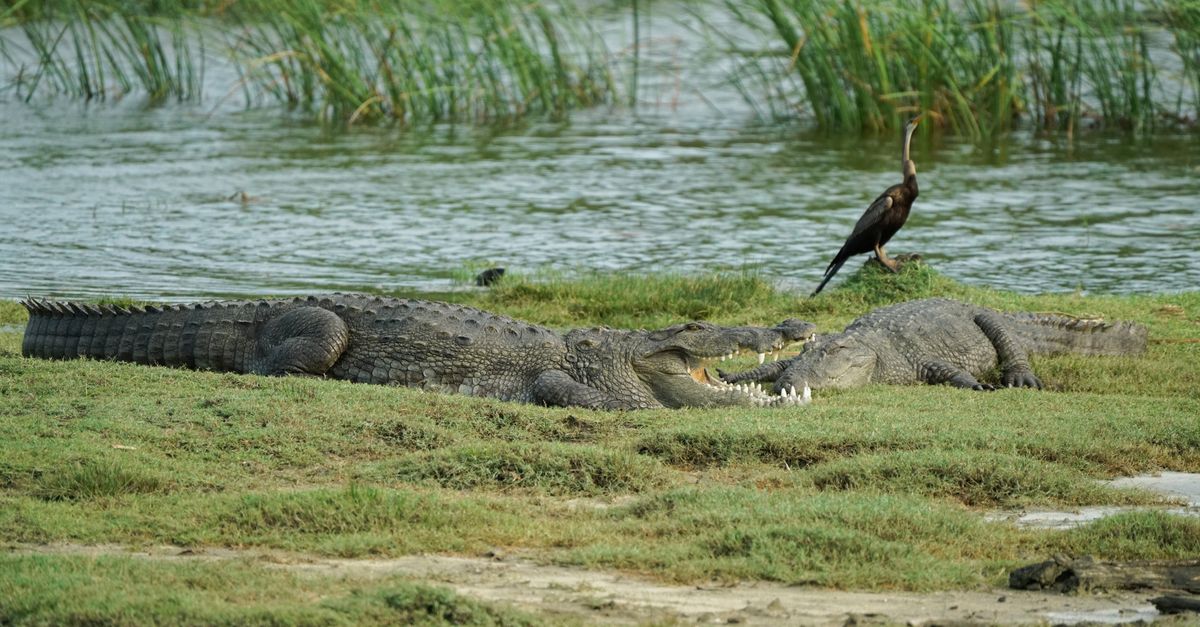 Crocodiles and a snakebird by a water body in Yala National Park, Sri Lanka.