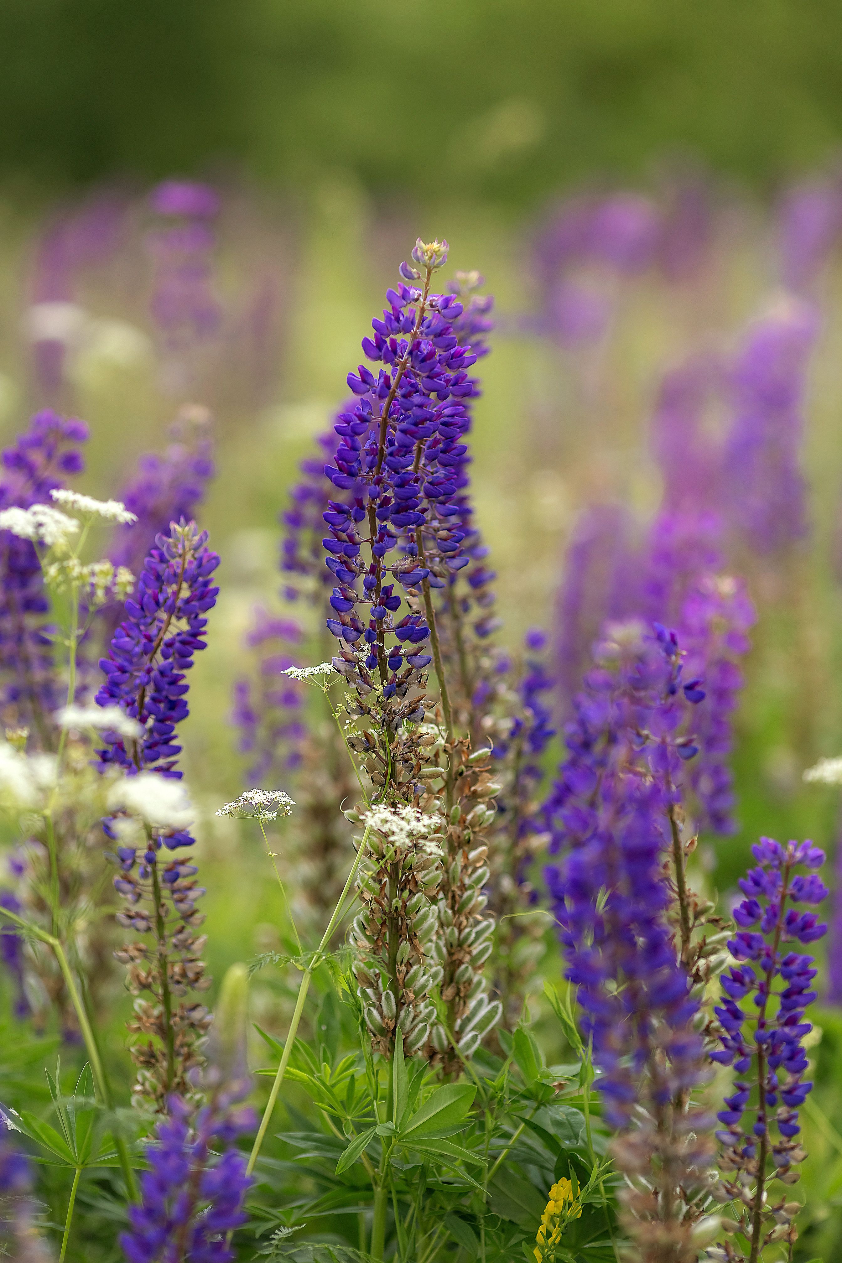 Selective Focus of Lavender Flowers · Free Stock Photo