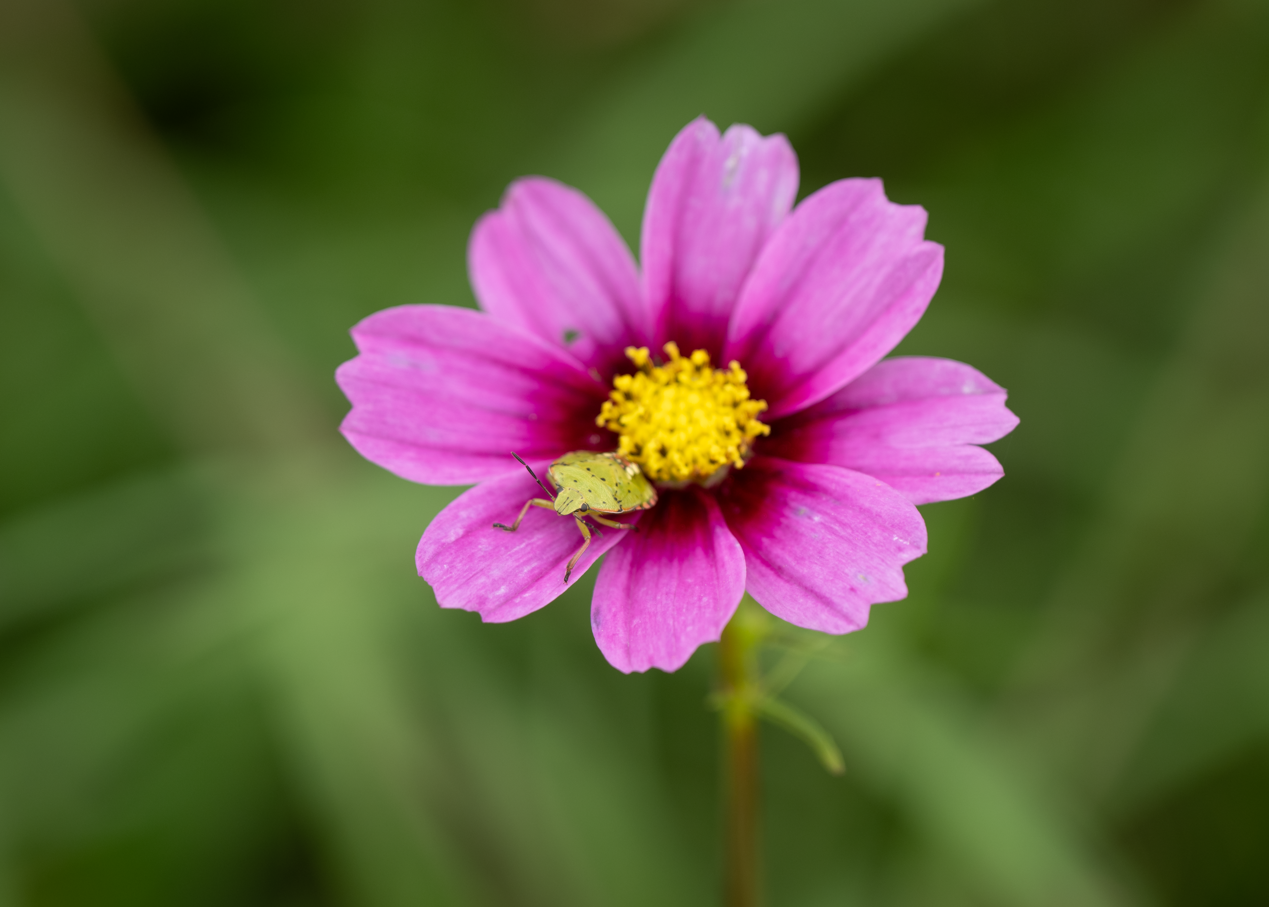 Selective Focus of Insect on Flower · Free Stock Photo