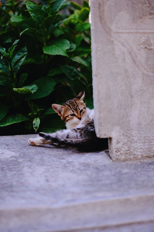 고양이, 디저트, 매력 있는의 무료 스톡 사진