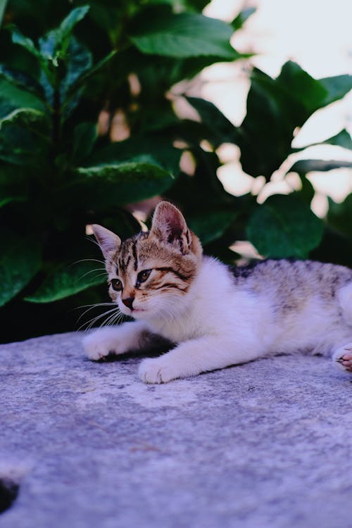 고양이, 디저트, 매력 있는의 무료 스톡 사진