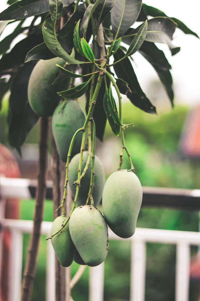 Green mangoes hanging on a mango tree branch in Nepal