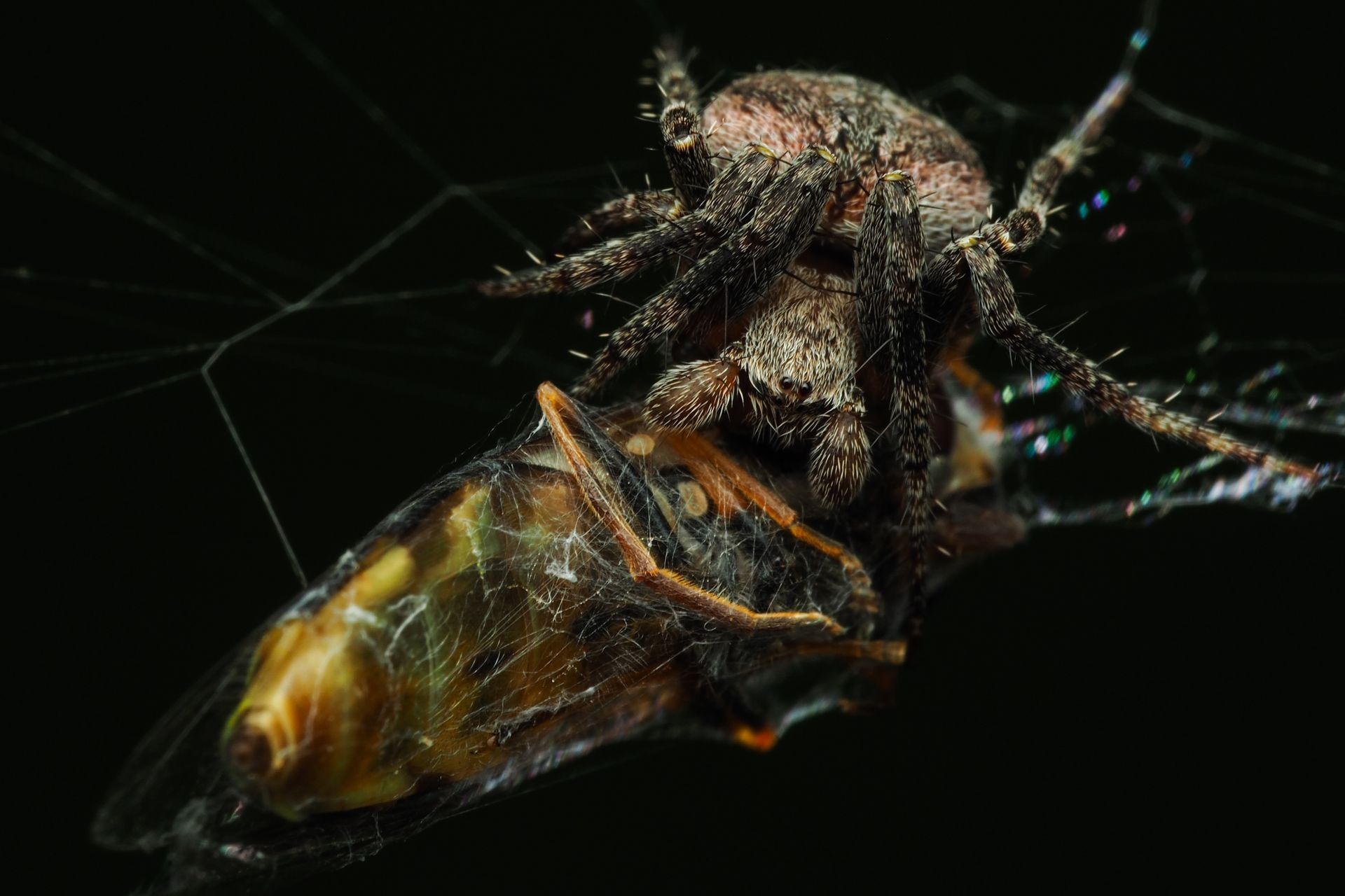 Extreme Close-up of a Spider with an Insect Caught in the Web