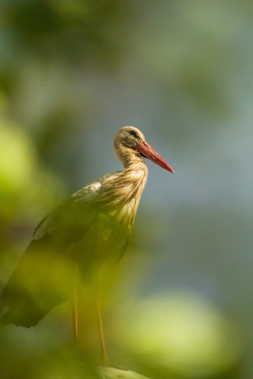 Free stock photo of bird, stork