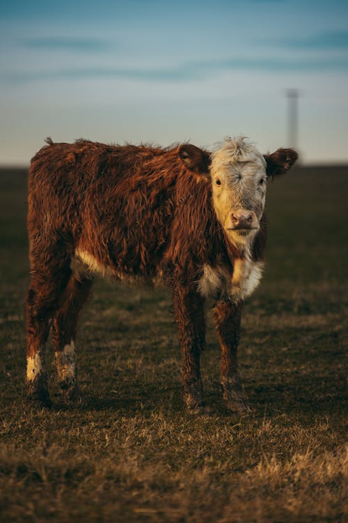 Gratis stockfoto met akkerland, beest, boerderij