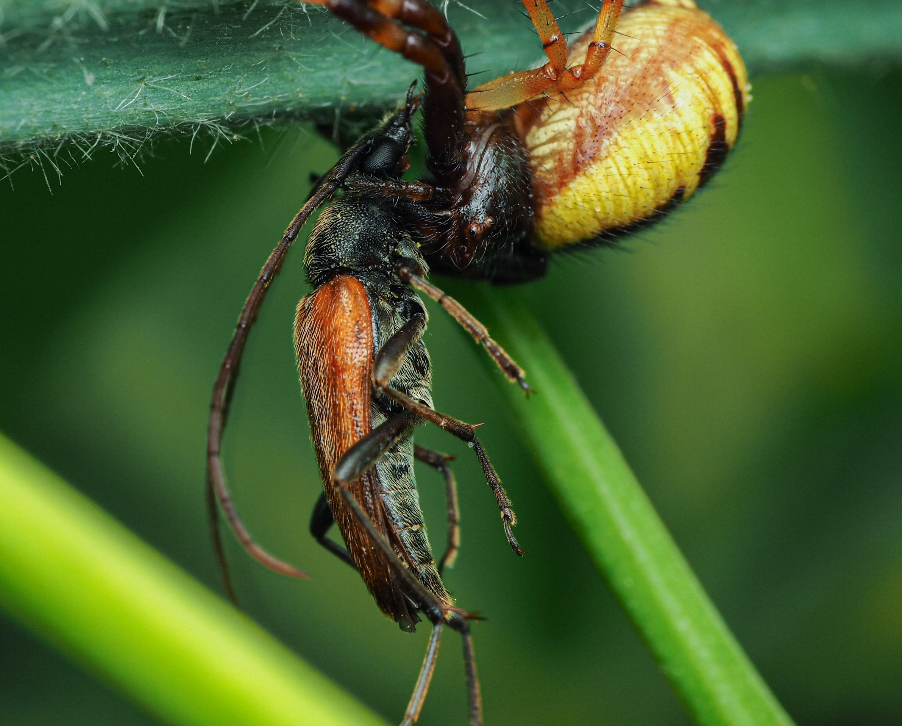 Extreme Close-up of a Spider Eating an Insect · Free Stock Photo