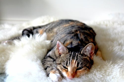 無料 カーペットの上に横たわっている猫 写真素材