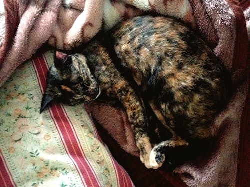 Бесплатное стоковое фото с животное, кошка, кровать