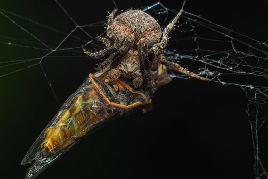 Spider and Prey in Spiderweb