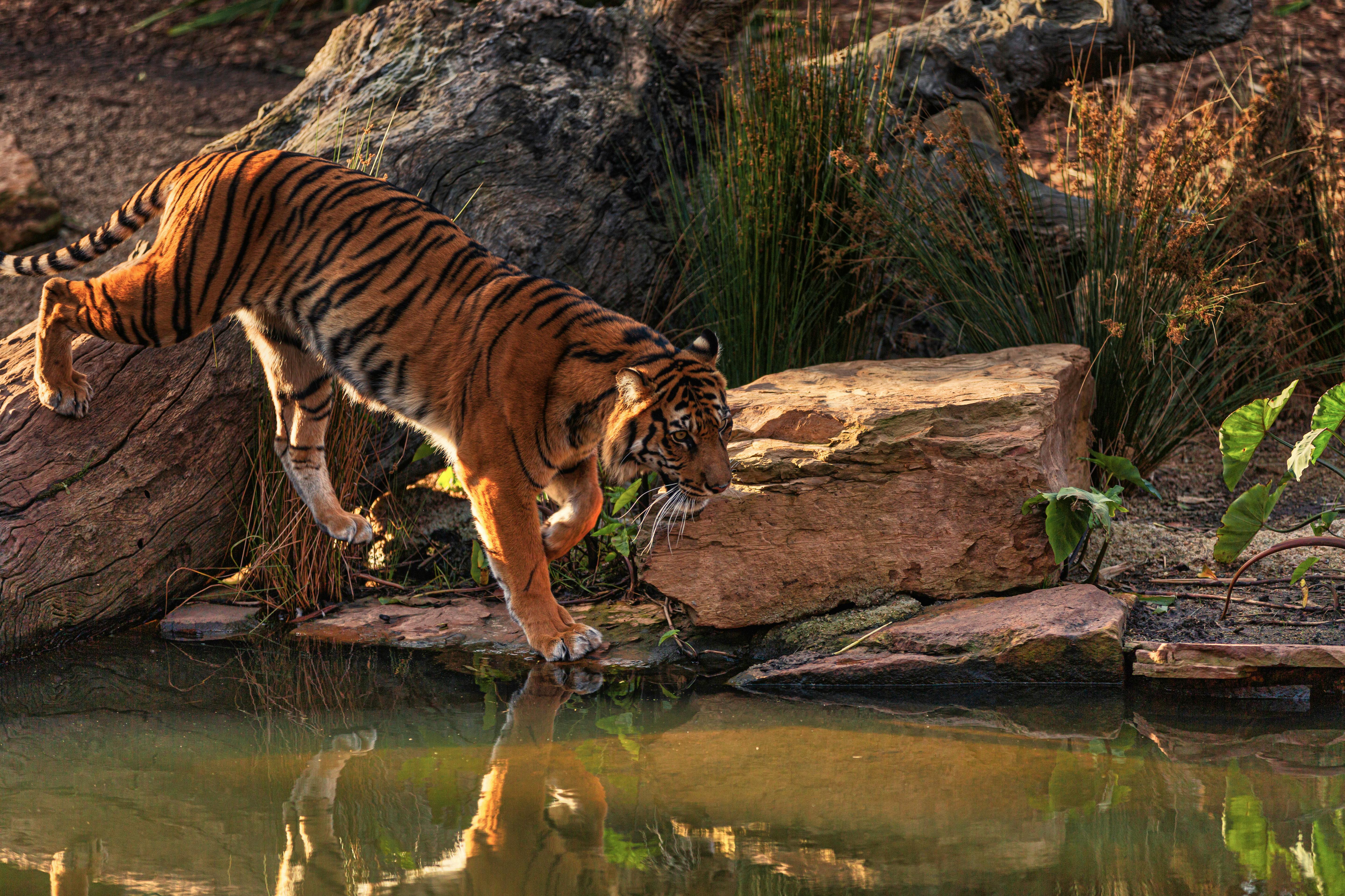 photo of bengal tiger walking near body of water