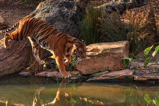Bengal tiger stepping cautiously into a pond, surrounded by natural rock setting.