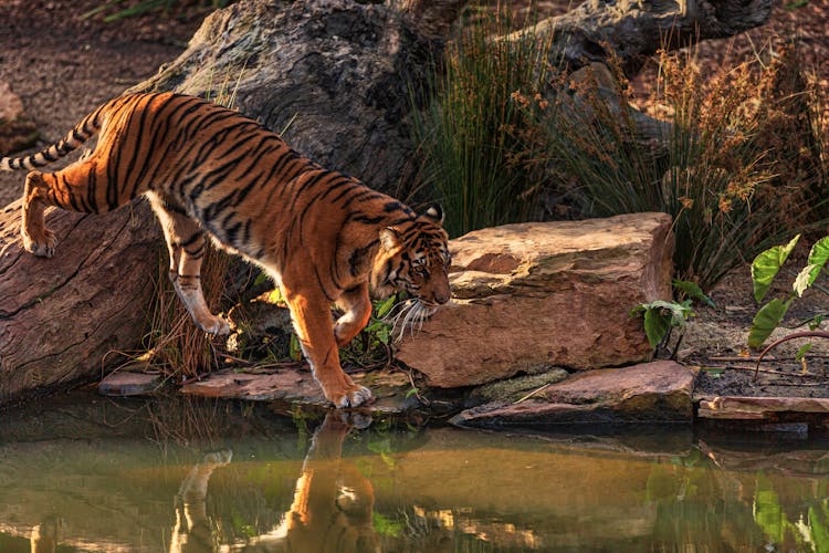 Photo Of Bengal Tiger Walking Near Body Of Water