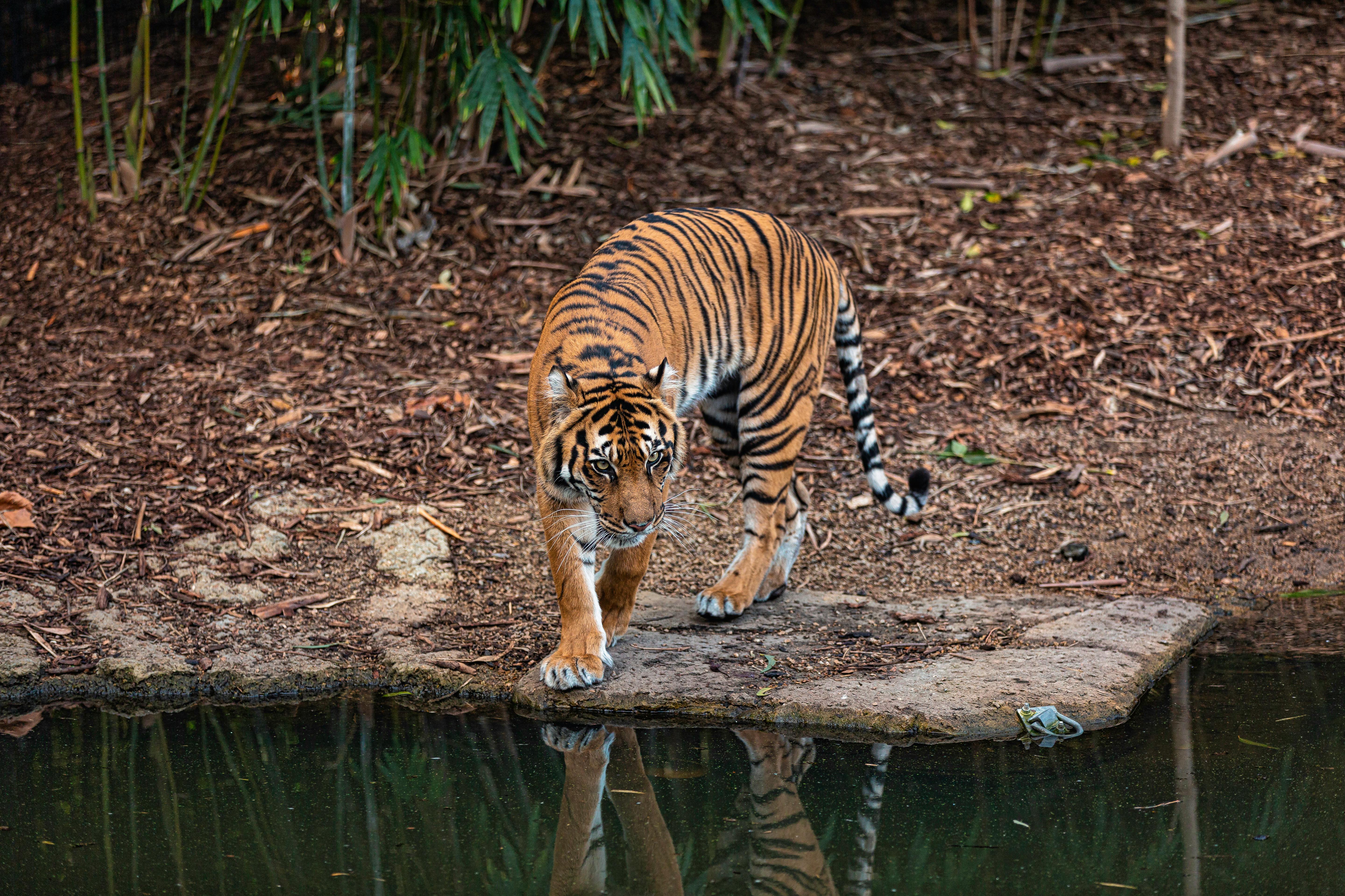 Photo of Bengal Tiger Standing Next to Body of Water