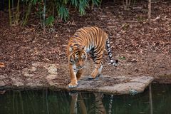 Tiger Falls walk
