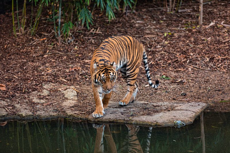 A regal Bengal tiger walks by a tranquil water's edge in a natural setting.