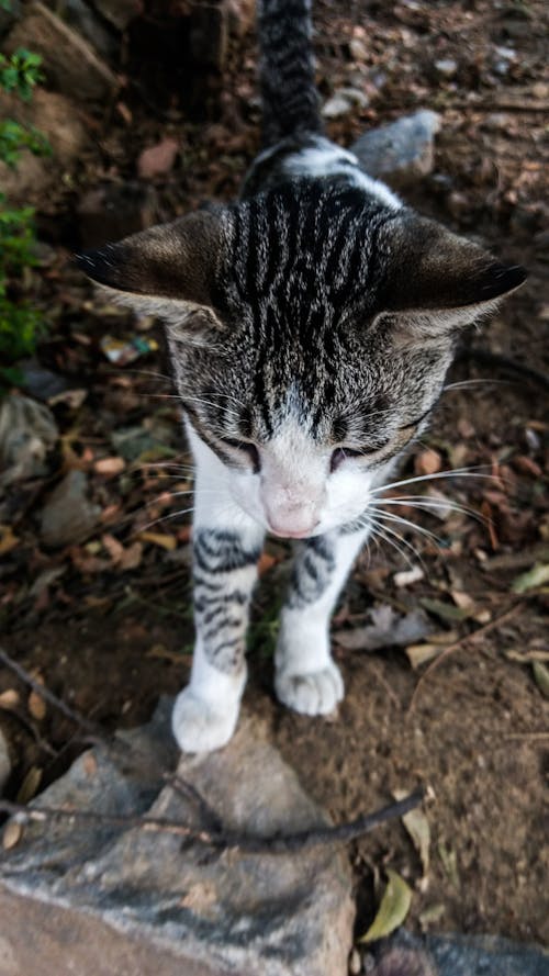 Безкоштовне стокове фото на тему «бродячий кіт, кішка, кішки вусів»
