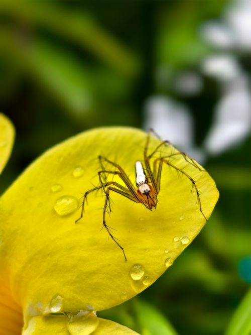 Free Macro shot of orb-weaver spider perched on a dewy yellow leaf, showcasing nature's intricate details. Stock Photo