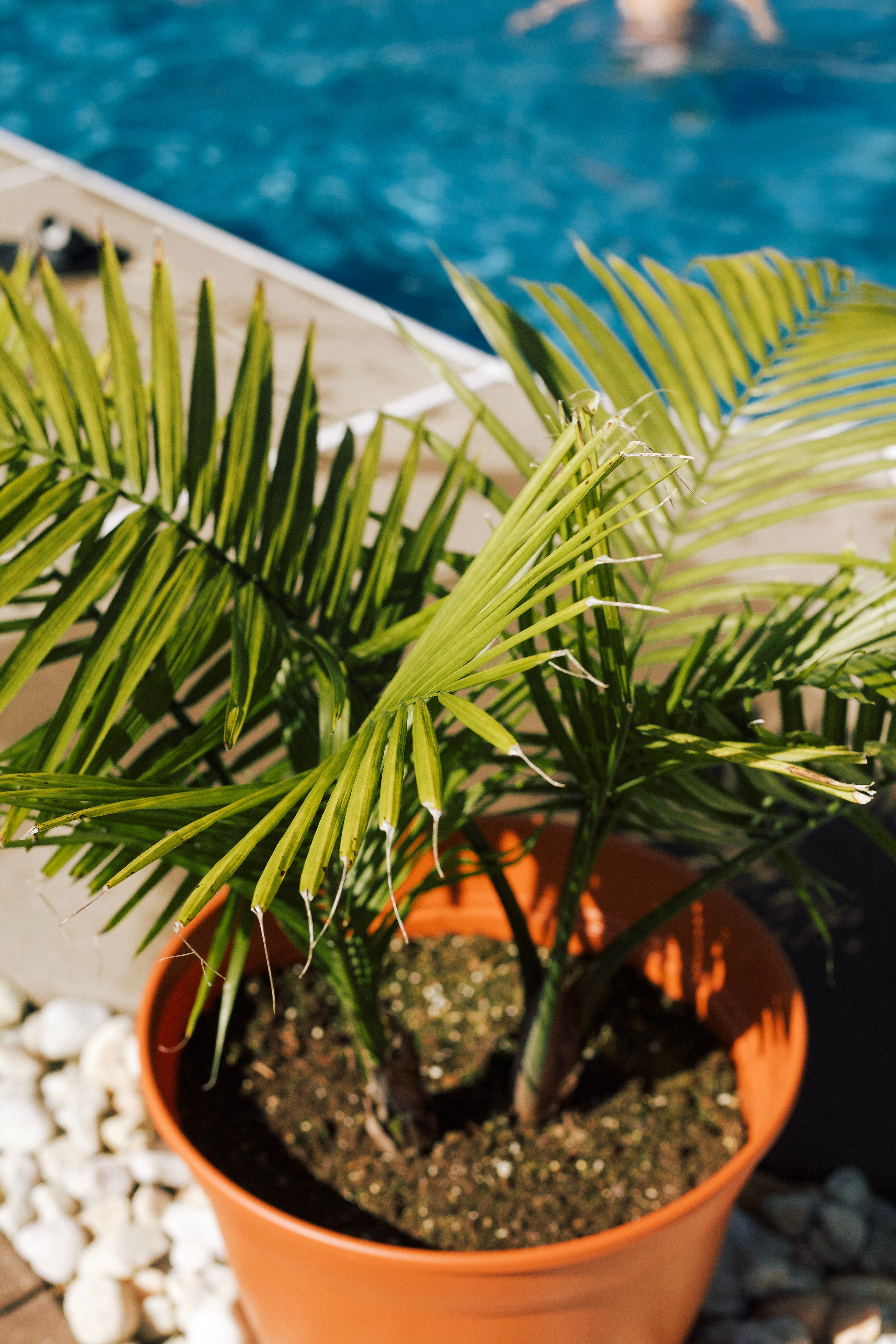 A lush tropical plant in a pot beside a swimming pool, capturing the essence of summer.
