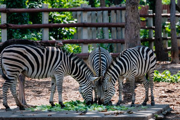 Khao Kheow Zoo
