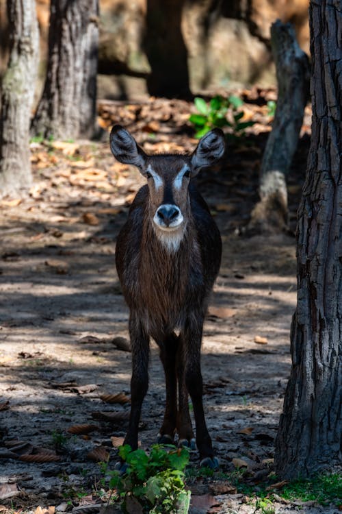 Photos gratuites de animal, animal sauvage, antilope