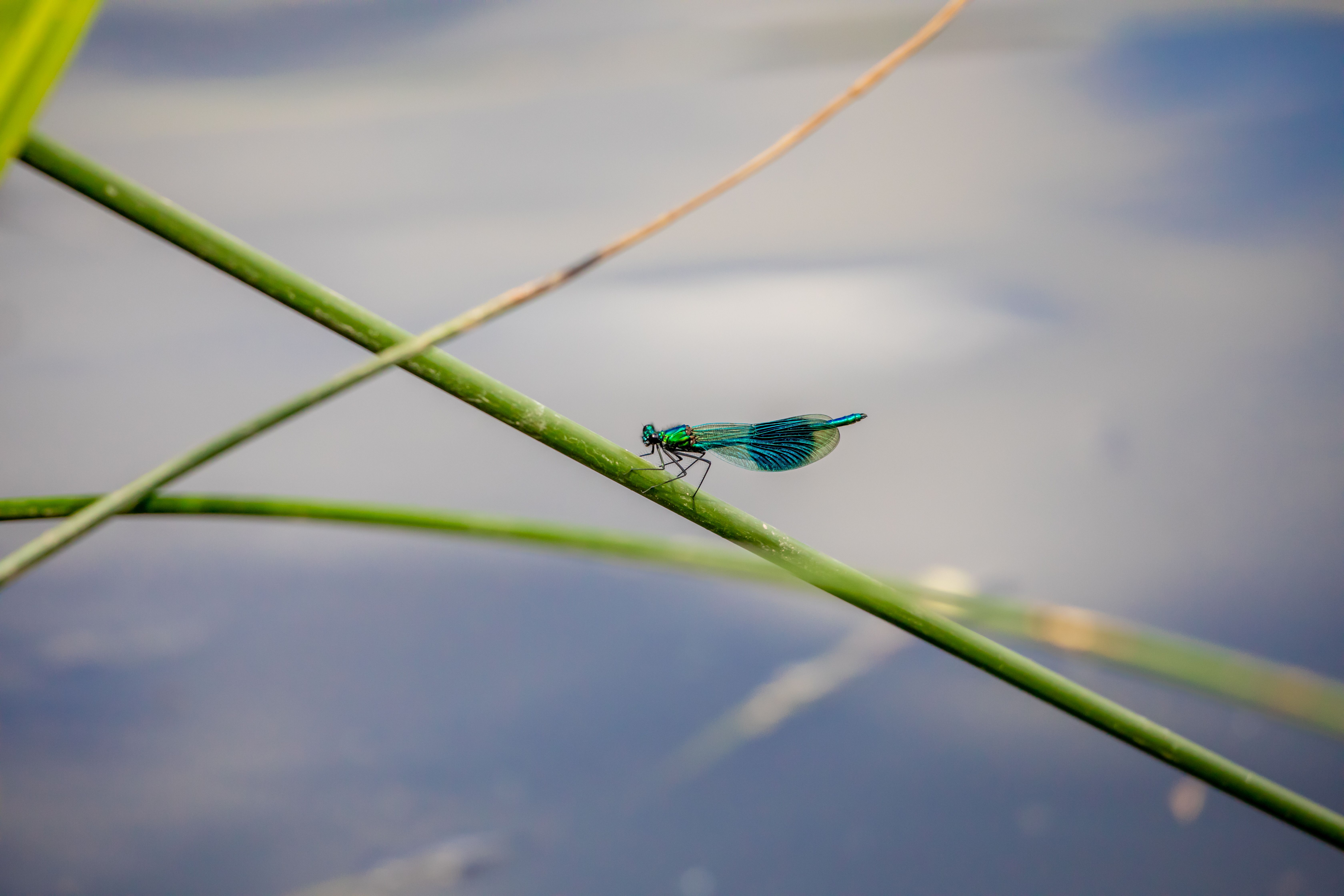 dragonfly nature ecosystem