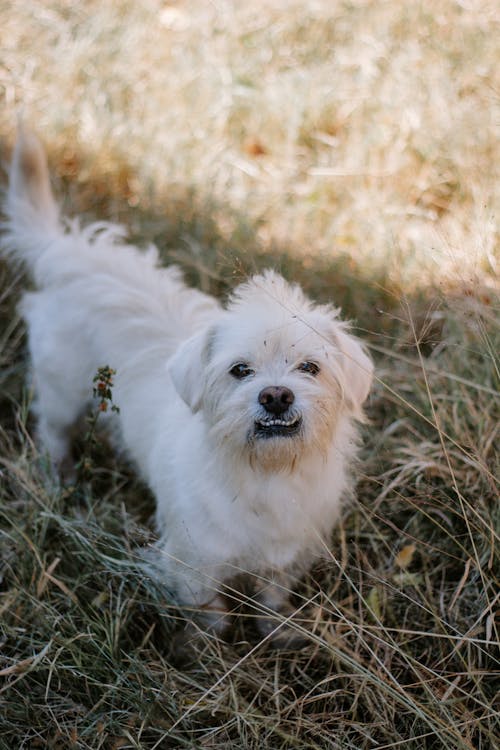 Little white dog